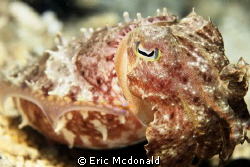 Close enough to Cuddle, Mindanao sea taken with canon 7d ... by Eric Mcdonald 